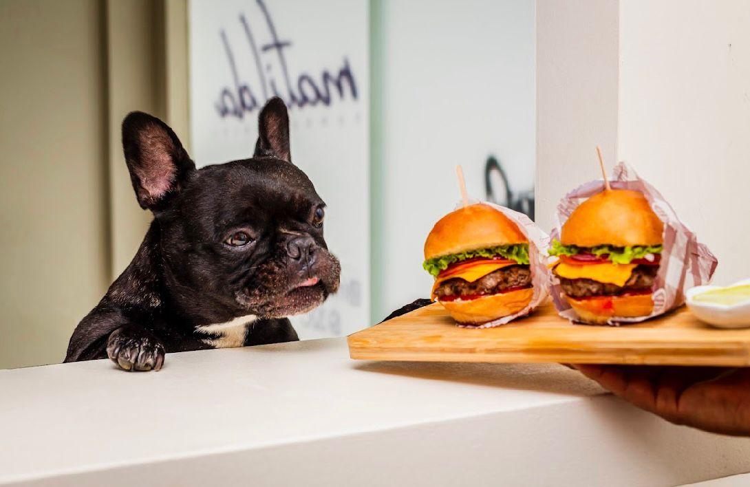 Matilda, la bulldog, mirando una tabla con hamburguesas