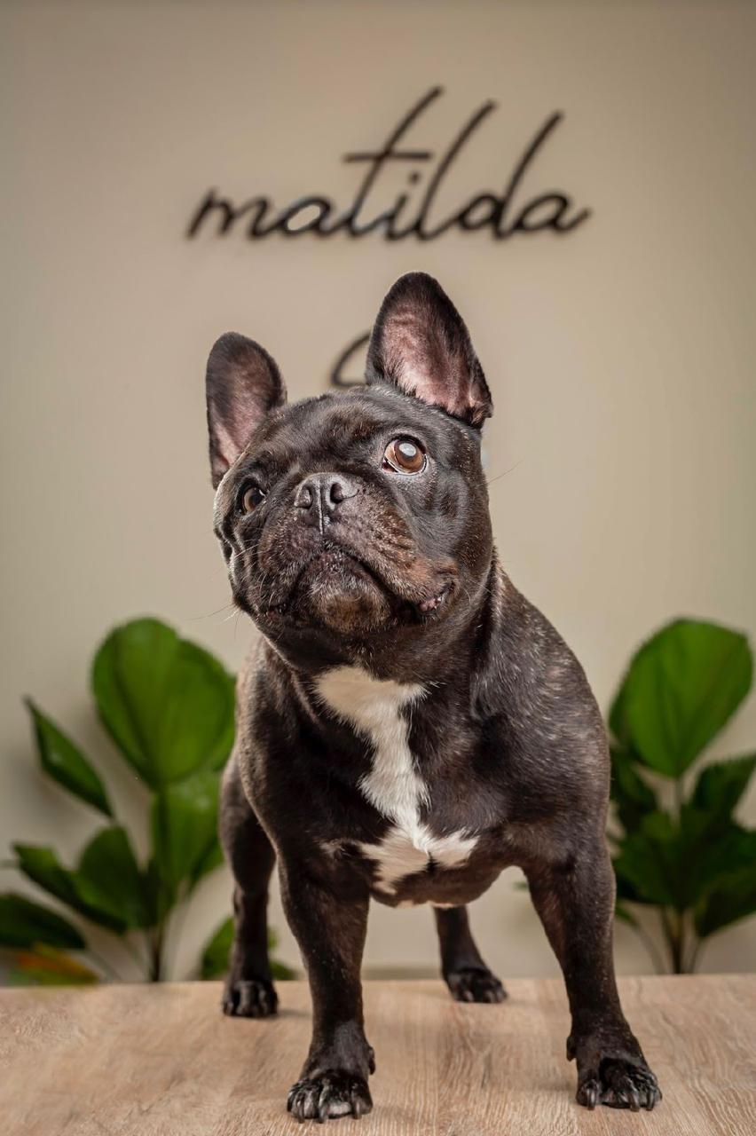 Matilda, la bulldog franc&eacute;s que le da el nombre al negocio